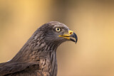 Image. Black Kite