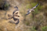 Image. Black Kite