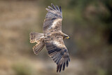 Image. Black Kite