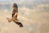 Image. Black Kite