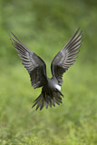 Image. Black Noddy