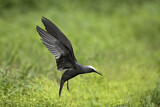 Image. Black Noddy