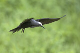 Image. Black Noddy
