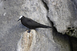 Image. Black Noddy