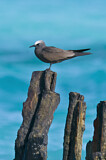 Image. Black Noddy