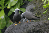 Image. Black Noddy
