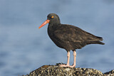 Image. Black Oystercatcher