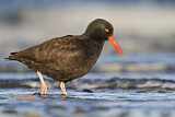 Image. Black Oystercatcher