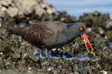 Image. Black Oystercatcher