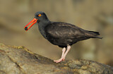 Image. Black Oystercatcher