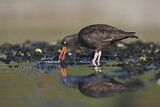 Image. Black Oystercatcher