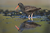 Image. Black Oystercatcher