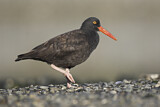 Image. Black Oystercatcher