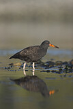 Image. Black Oystercatcher
