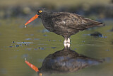 Image. Black Oystercatcher