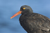 Image. Black Oystercatcher
