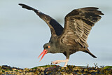 Image. Black Oystercatcher
