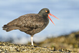 Image. Black Oystercatcher