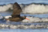 Image. Black Oystercatcher