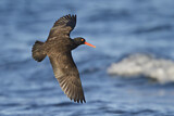 Image. Black Oystercatcher