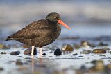 Image. Black Oystercatcher