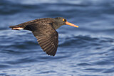 Image. Black Oystercatcher