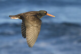 Image. Black Oystercatcher