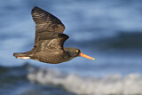 Image. Black Oystercatcher