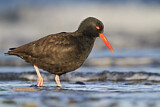 Image. Black Oystercatcher