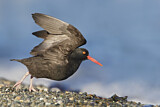 Image. Black Oystercatcher