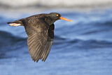 Image. Black Oystercatcher
