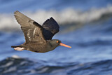 Image. Black Oystercatcher