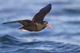 Image. Black Oystercatcher