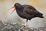 Image. Black Oystercatcher