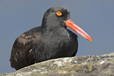 Image. Black Oystercatcher