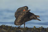 Image. Black Oystercatcher