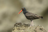 Image. Black Oystercatcher