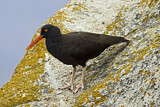 Image. Black Oystercatcher
