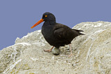 Image. Black Oystercatcher