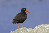 Image. Black Oystercatcher