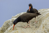 Image. Black Oystercatcher