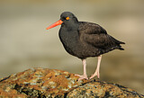 Image. Black Oystercatcher