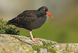 Image. Black Oystercatcher