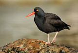 Image. Black Oystercatcher