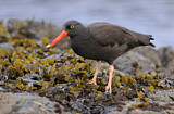 Image. Black Oystercatcher
