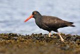 Image. Black Oystercatcher