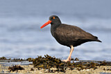 Image. Black Oystercatcher