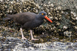 Image. Black Oystercatcher
