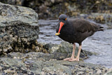 Image. Black Oystercatcher