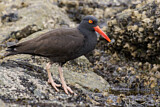 Image. Black Oystercatcher